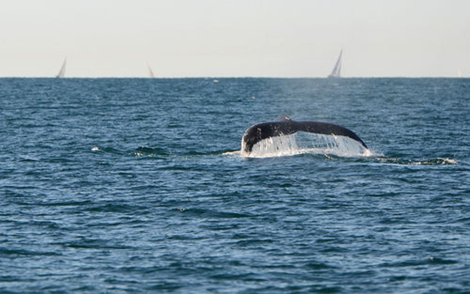 Whale Watching