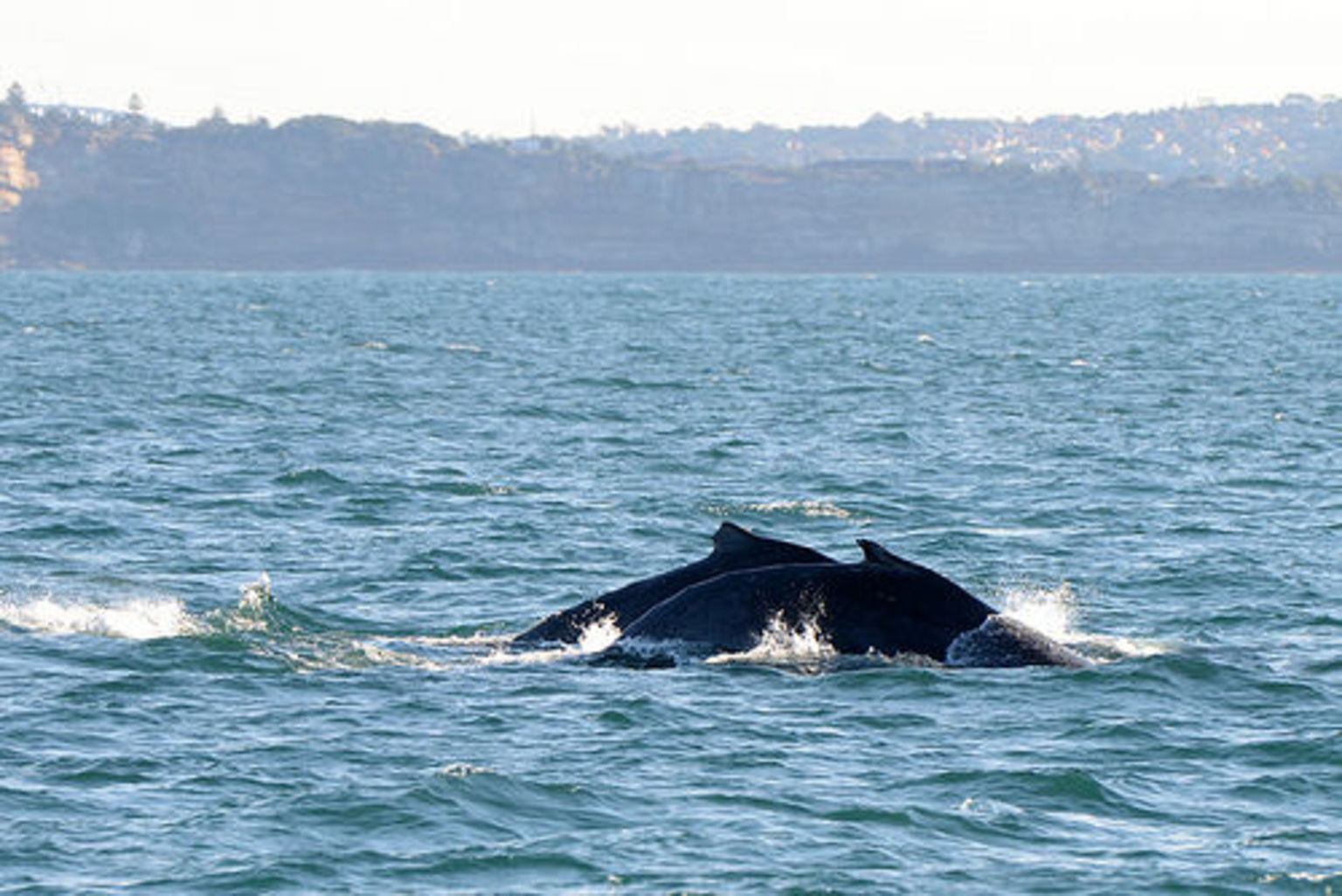 Whale Watching