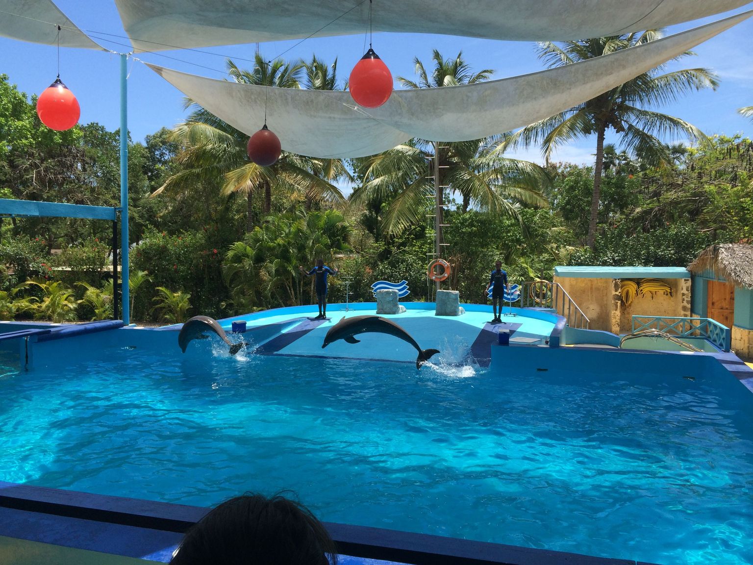 At The Dolphin Show